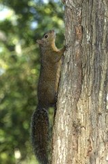 Eastern Gray Squirrel climbing on a trunc East USA