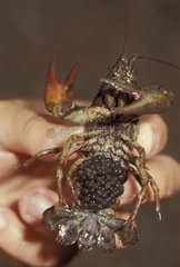Red Crayfish Frau mit ihren Eiern trägt