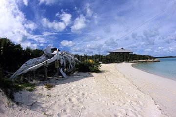 Sperm Whale skeleton on a sandy beach Bahamas