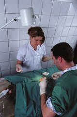 Kaiserschnitt über einen weiblichen Hund in einer Tierklinik