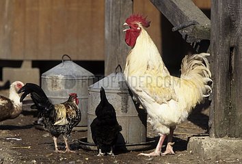 Cock singing in a farmyard France