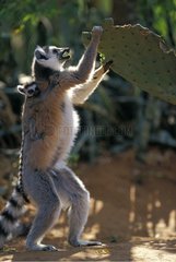 Female Ring-tailed lemur eating Cacti and young Madagascar