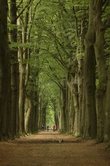 Cyclists on a forest alley Oranjewoud Netherlands