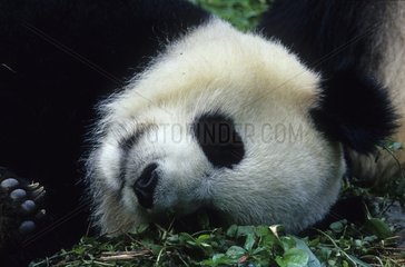 Giant panda sleeping in the center of reproduction in China