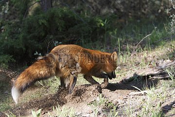 Roter Fuchs gräbt seinen Burrow Montana USA