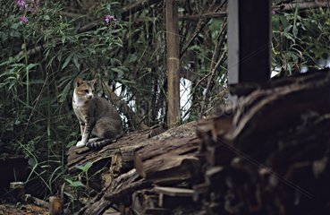 Katze sitzt auf gelagerte Holzfeuere Siem Reap Kambodscha