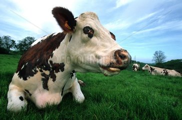 Portrait de vache Normande couchée au pré