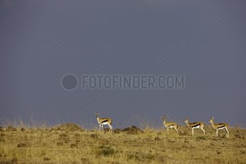 Thomson's gazelles under a stormy sky Masai Mara Kenya