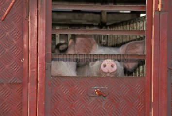 Transport de porcs en camion France