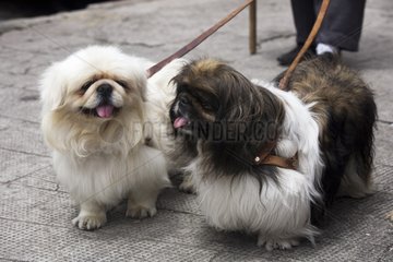Pekinese -Hunde mit einem Leinen -Quito Ecuador gehalten