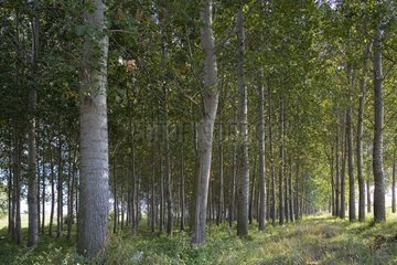 Plantations of black poplars on the danube bank Bulgaria