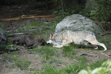 Wolf smelling a dead Boar