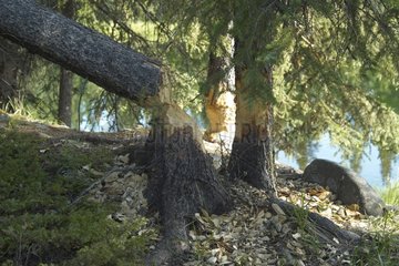 Damage caused by beavers Denali NP Alaska