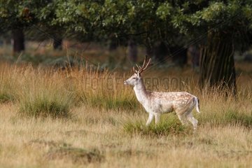Fallow Deer standing in the long grass in autumn