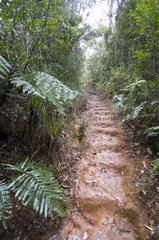 Track staircase in the rainforest New Caledonia