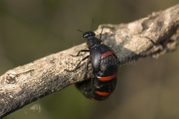 Oil Beetle Spain