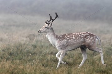 Stag Fallow Deer walking in the mist in autumn