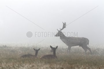 Stag Fallow Deer standing in the mist in autumn