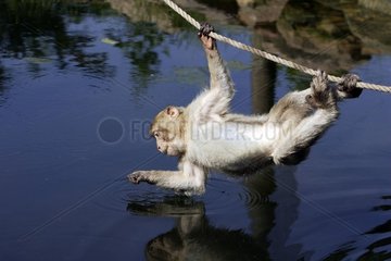 Barbarie Macaque hung to a cord & playing with water