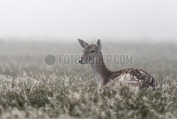 Female Fallow Deer laying in the grass in autumn