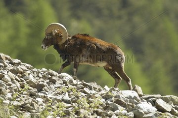 Corsican mouflon male in spring Mercantour NP