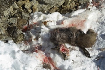 Northern Chamois killed and devoured by wolves Mercantour NP
