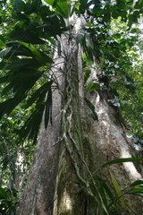 Gyranthera in rainforest Henri Pittier Park Venezuela