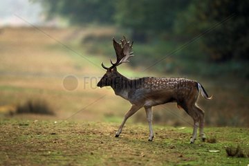 Male Fallow deer in a clearing Great Britain