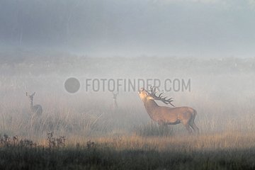 Stag Red deer roaring in the mist early morning GB