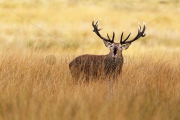 Stag Red deer roaring in autumn GB
