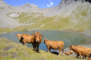 Cows and Lake bottomless Petit Saint-Bernard pass Alps