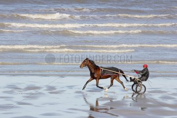 Racehorse training with sulky at low tide - Normandy France