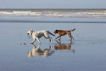 Swiss white sheepdog running with another dog on the beach