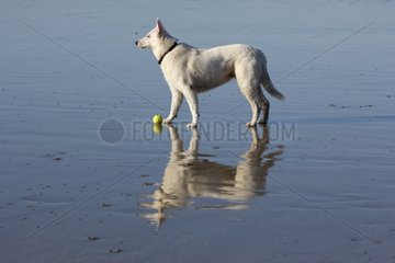 Swiss white sheedog and reflection at low tide - France