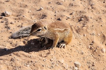South African Ground Squirrel - Kalahari Desert Kgalagadi