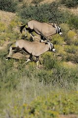 Oryx running on a dune - Kgalagadi Kalahari Desert