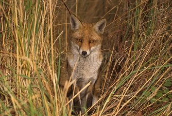 Portrait of a Red fox sitting on the grass in Normandy