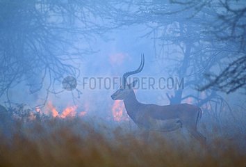 Impala devant un feu de savane Kenya