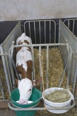 Distribution de lait à un veau Montbéliard