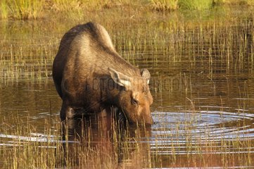 Female Elk eating herbs of a lake NP Denali Alaska