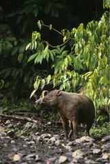 Male Babirusa watchful in Aduduk Natural Park Indonesia