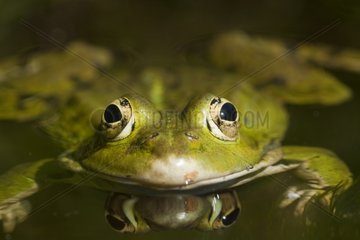Porträt des grünen Frosches in Wasser Frankreich