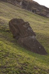 Moai in grass Rano Raraku Rapa Nui NP Easter Island