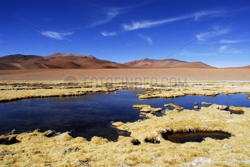 Salar de Pujsa Los Flamencos National Reserve Atacama Chili