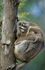 Koala se reposant contre un tronc Australie