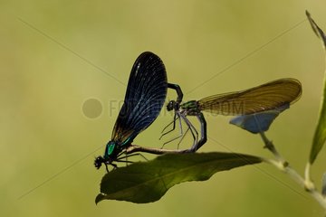 Banded demoiselle mating in the Mercantour NP France