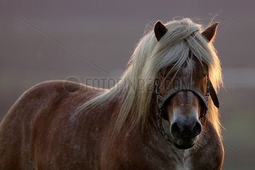 Portrait of the Ardennes draft horse