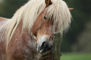 Portrait of the Ardennes draft horse against a barrier