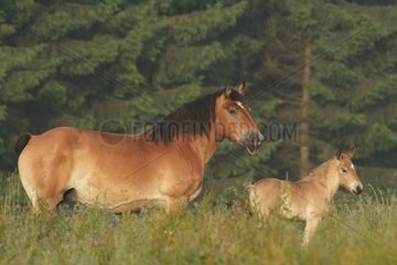 Ardennes mare and her foal in the meadow