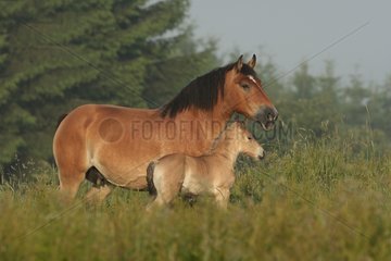 Ardennes mare and her foal in the meadow